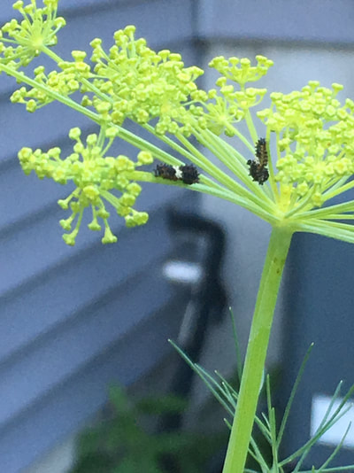 Swallowtail larvae on dill
