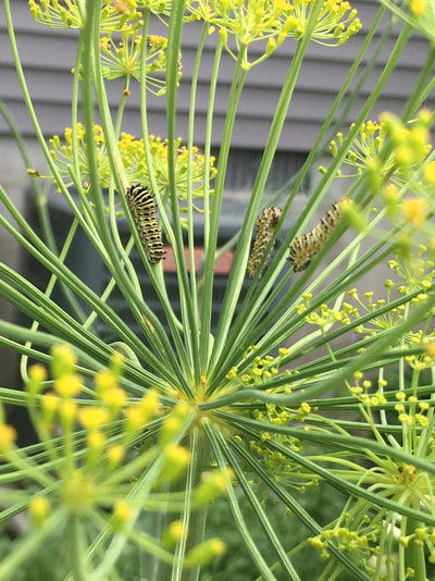 Swallowtail caterpillars munching away on dill