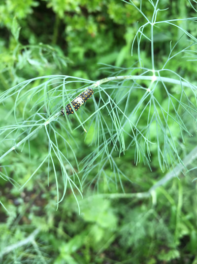 Swallowtail baby caterpillar on dill