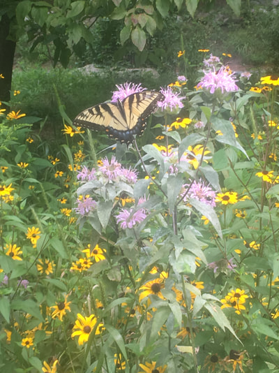 Adult swallowtail butterfly 