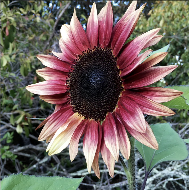 Growing 4’-6’, nothing says Summer in garden language quite like the sunflower. This bi-color flower can bloom in a range of colors from a lighter bronzish-red tinge to a real dark plum. The variation in bloom color makes for a lovely bouquet!