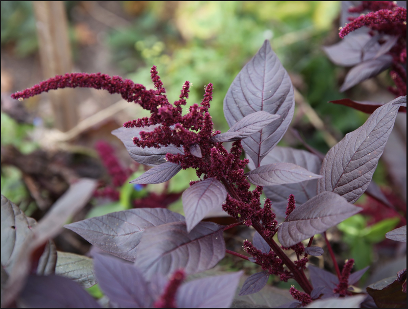 Amaranth ‘Hopi Red Dye’
Originally grown as a dye plant by the southwestern Hopi Nation, this variety has the reddest seedlings of any amaranth known. The Hopis use the deep-red flower bract as a natural dye to color their world-renowned piki bread. Harvest the seed before it drops to reduce self-seeding and make a gluten-free flour!