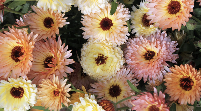 Calendula officianalis ‘Canteloupe’
An annual that I enjoy seeding annually. I’m excited to see the new shades of cream to apricot pink. These darling flowers are good cut flowers, host beneficial insects, and nurture pollinators.
