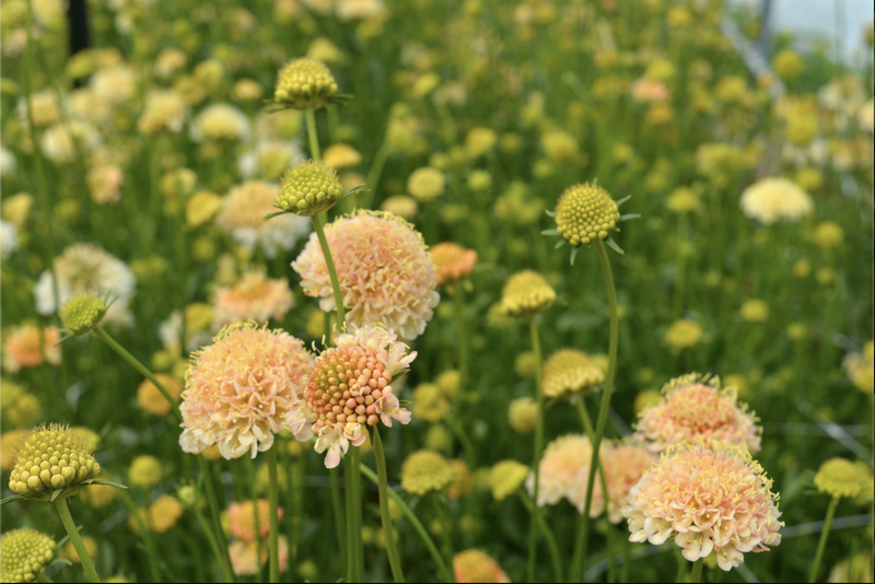 Scabiosa atropurpurea ‘Fata Morgana’
These perennial flowers are so easy to grow yourself. Watching butterflies flutter by and stop for the nectar that these flowers produce can make your day after you have been weeding your garden for hours! Cut them for bouquets, but leave some to go to seed and watch the encore performance during the colder months.