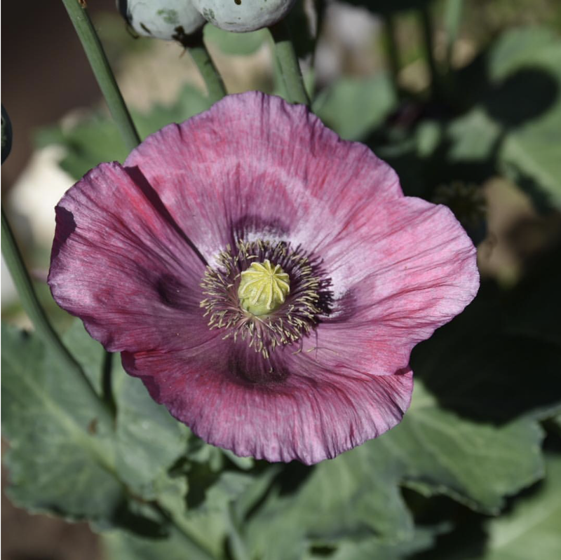 Papaver somniferum
Breadseed poppy plants grow quickly from seed up to three feet tall. They are hardy, cool season annuals, germinating early in the season and the foliage is not affected by light frosts. The dull green to blue-green, glaucous leaves clasp the strong upright stems and provide an interesting foliage contrast against new the green leaves of Spring. All parts of this plant are toxic which make them unattractive to pesky garden visitors like deer and rabbits, but need to be handled by humans with precaution.