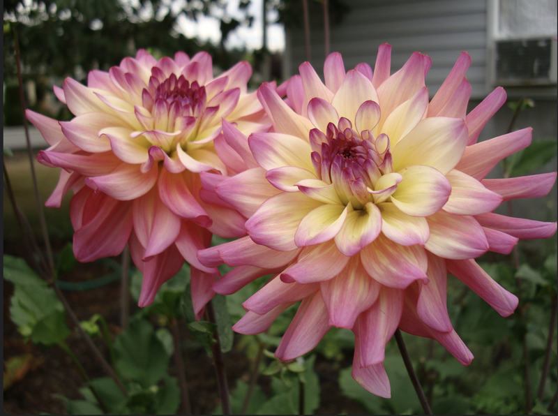 
Dahlia ‘Bahama Mama’
I choose a few dahlias to start inside. They are super easy to grow to a good size before placing them in the ground in June when the soil has warmed up enough for them. The range of color in one bloom makes them a great harmonizing flower within the color scheme I have chosen.